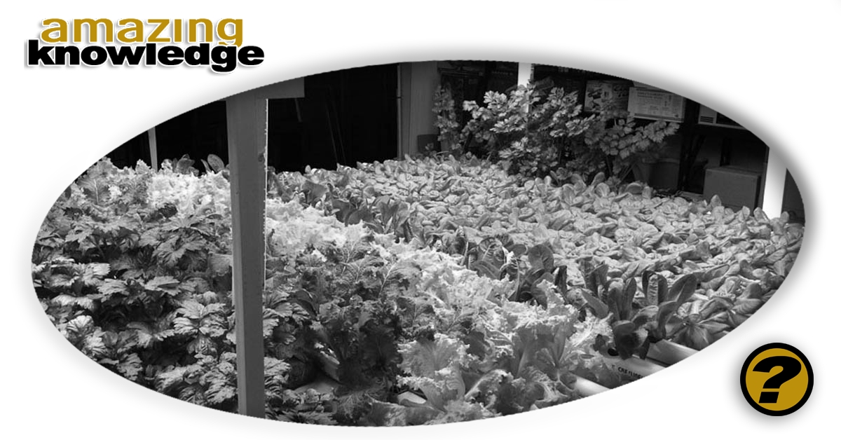 Hydroponics-and-Indoor-Gardening